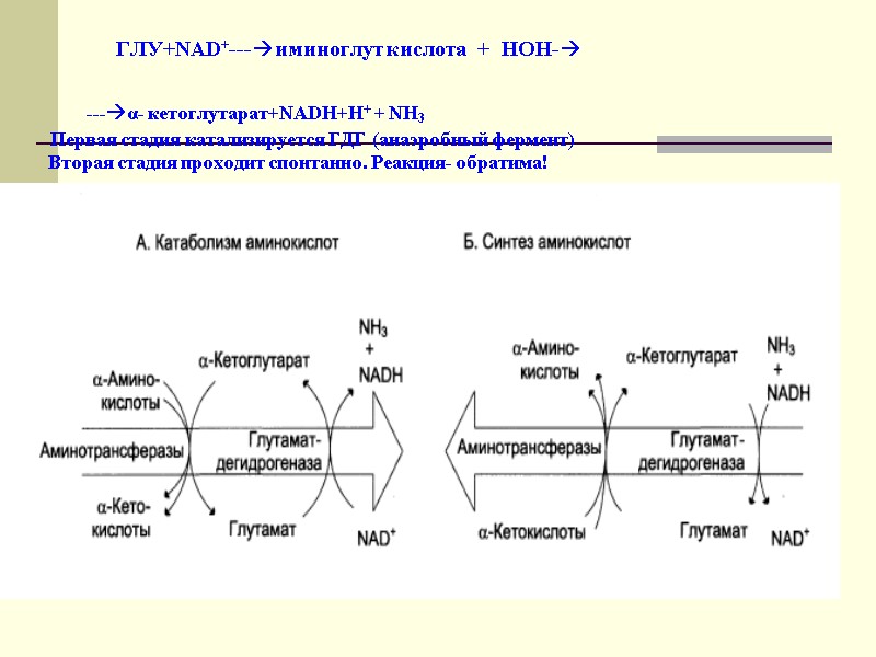 ГЛУ+NAD+---иминоглут кислота  +  НОН-        